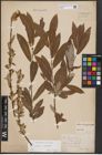 Foto von Salix caprea L. x Salix eleagnos Scop.